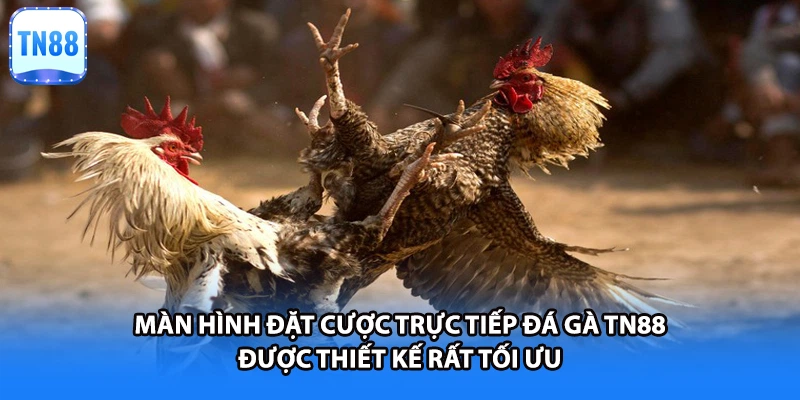 Màn hình đặt cược trực tiếp đá gà TN88 được thiết kế rất tối ưu