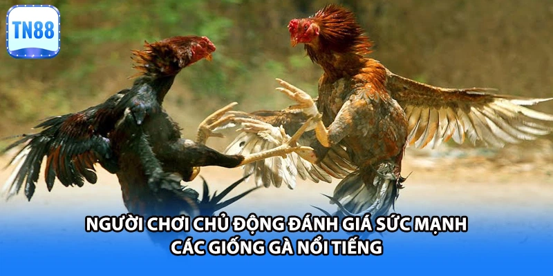 Người chơi chủ động đánh giá sức mạnh các giống gà nổi tiếng