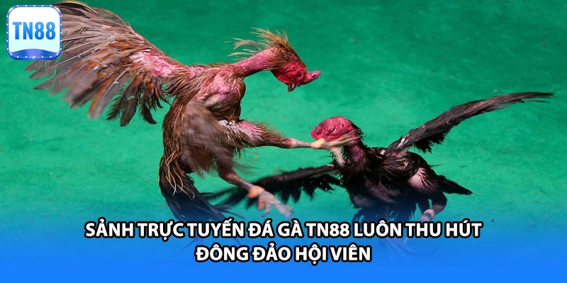 Sảnh trực tuyến đá gà TN88 luôn thu hút đông đảo hội viên