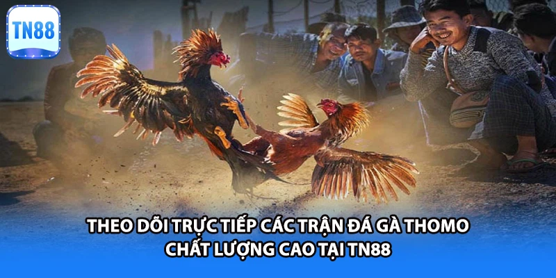 Theo dõi trực tiếp các trận đá gà thomo chất lượng cao tại TN88
