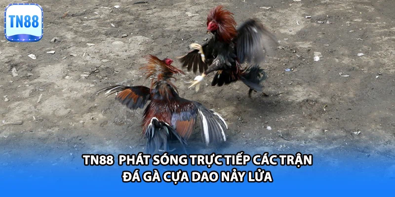 TN88 phát sóng trực tiếp các trận đá gà cựa dao nảy lửa