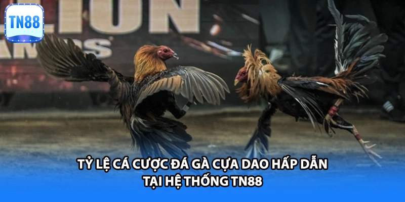 Tỷ lệ cá cược đá gà cựa dao hấp dẫn tại hệ thống TN88